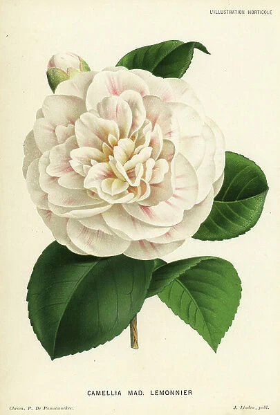 Camellia hybrid, Madame Lemonnier, Camellia japonica. Chromolithograph by P. de Pannemaeker from Jean Linden's l'Illustration Horticole, Brussels, 1883