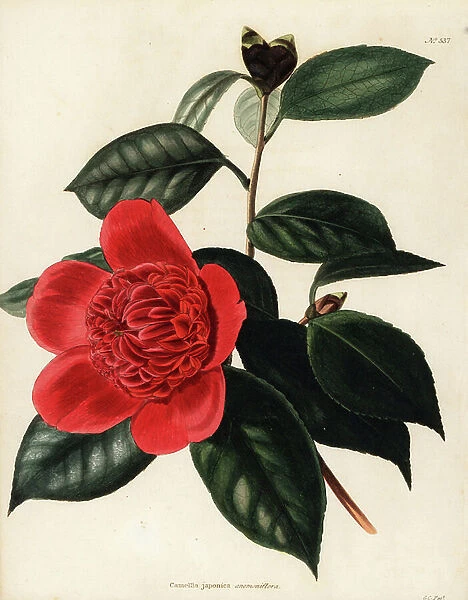 Camellia japonica anemoniflora. Handcoloured copperplate engraving by George Cooke after George Loddiges from Conrad Loddiges Botanical Cabinet, Hackney, 1818