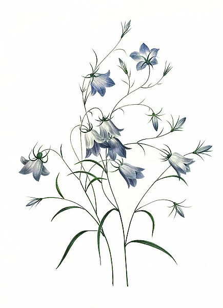 Campanule clochette, meadow bellflower, digital reproduction of an 18th century original, original date not known