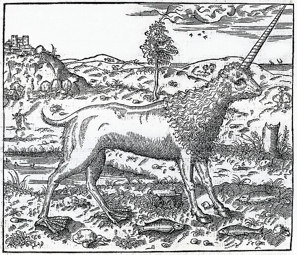 a Campchurch Unicorn, illustration from La Cosmographie universelle by Andre Thevet