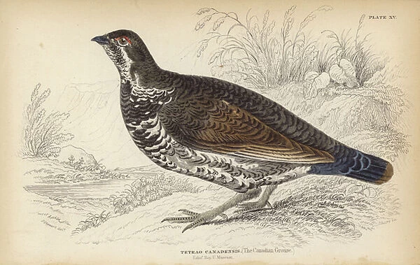 The Canadian Grouse (colour litho)