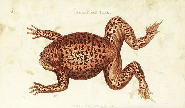 Cane toad or marine toad, Rhinella marina (Brasilian toad, Rana brasiliana). Handcoloured copperplate engraving by Hill after an illustration by George Shaw from his General Zoology, Amphibia, London, 1801
