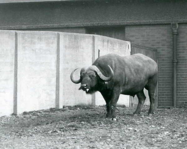 A Cape  /  African Buffalo bull standing on bare earth, next to the concrete wall of its