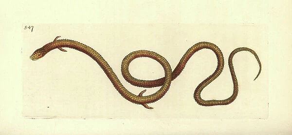 Cape snake lizard, Chamaesaura anguina (Monodactyle lizard, Lacerta monodactyla). South Africa. Illustration drawn and engraved by Richard Polydore Nodder