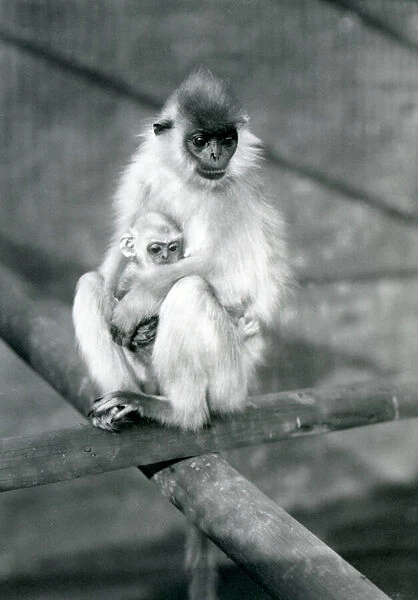 A Capped Langur holding baby while sitting on a beam, London Zoo
