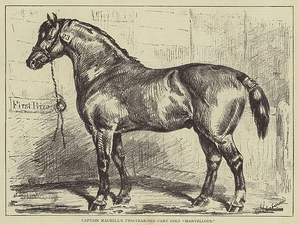 Captain Machells Two-Year-Old Cart Colt 'Marvellous'(engraving)