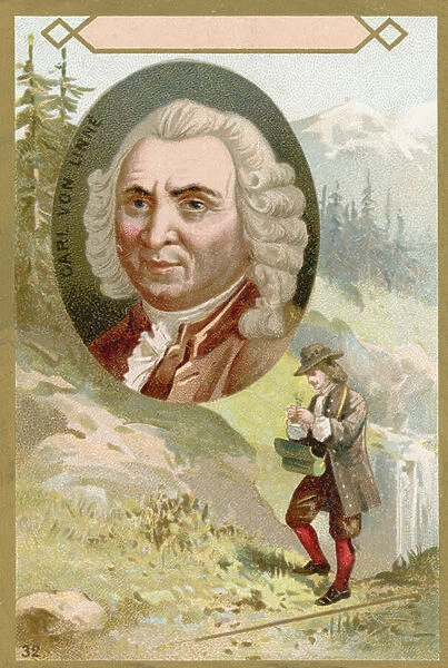 Carl Linnaeus, Swedish botanist and zoologist (chromolitho)