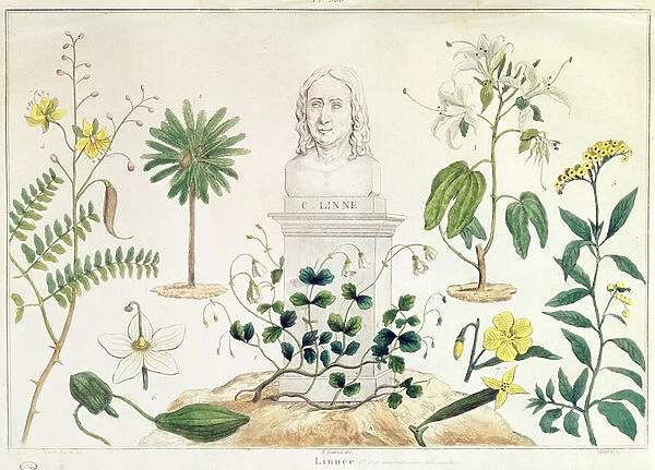 Carolus Linnaeus (1707-78) surrounded by some of the plants he classified