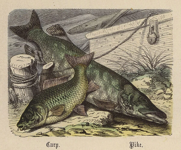 Carp, Pike (coloured engraving)