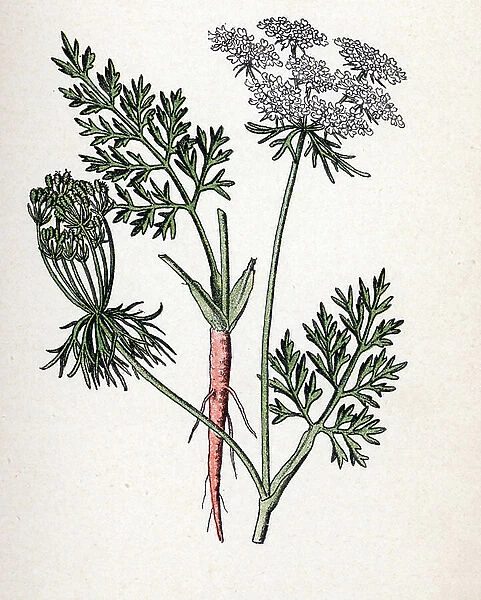 Carrot (Daucus carota) (carrot) Botanical plate from 'Atlas colorie des plantes medicinales' by Paul Hariot, 1900 (Botanical plate of medicinal plants) Private collection