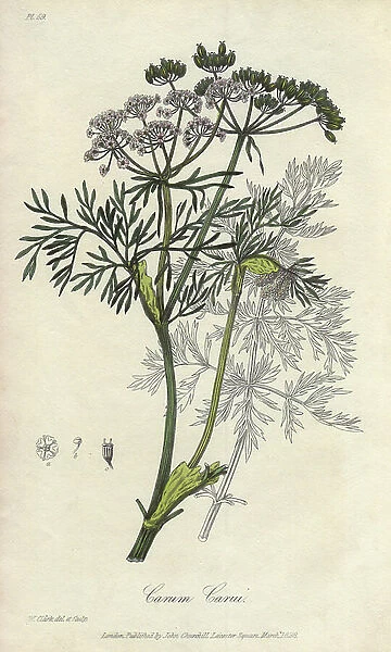 Carvi or Pres Anise (Carum carvi) - Strong Water by William Clarke to illustrate ' Medical Botanical, Description of the Medicinal Plants of London, Edinburgh and Dublin' by John Stephenson and James Morss Churchill
