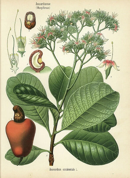 Cashew nut tree, Western Anacardium. Chromolithograph after a botanical illustration from Hermann Adolph Koehler's Medicinal Plants, edited by Gustav Pabst, Koehler, Germany, 1887