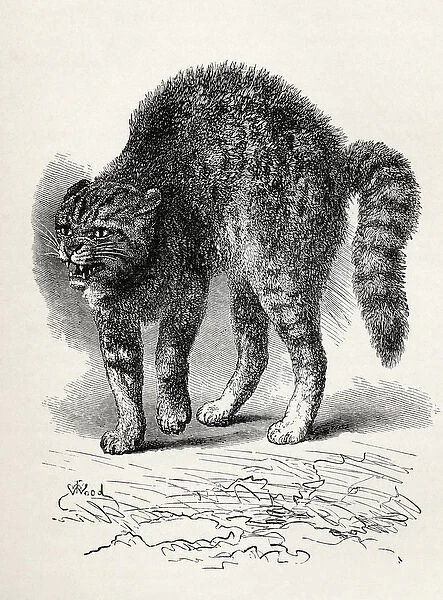 Cat terrified by a dog, from Charles Darwins The Expression of the Emotions in Man
