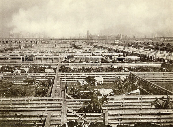 Cattle pens at the Union Stockyards, Chicago, 1890s. Albertype