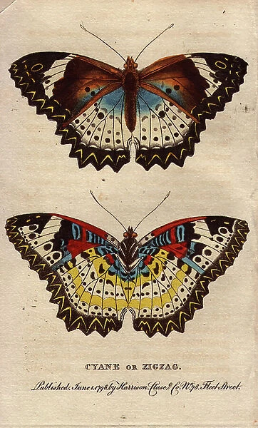 Cethosia Cyane, butterfly Nymphalidae from South Asia