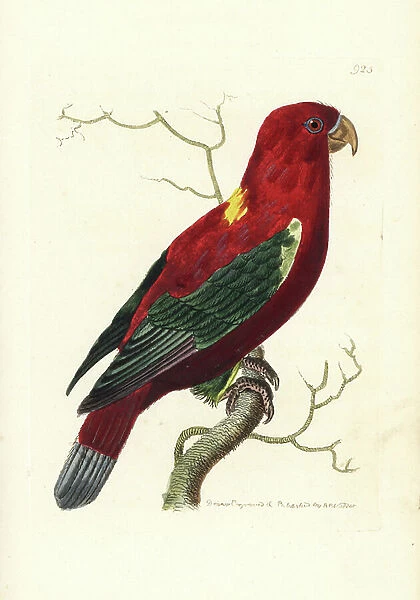 Chattering lory, Lorius garrulus. Vulnerable. (Ceram lory, Psittacus garrulus). Illustration drawn and engraved by Richard Polydore Nodder. Handcoloured copperplate engraving from George Shaw