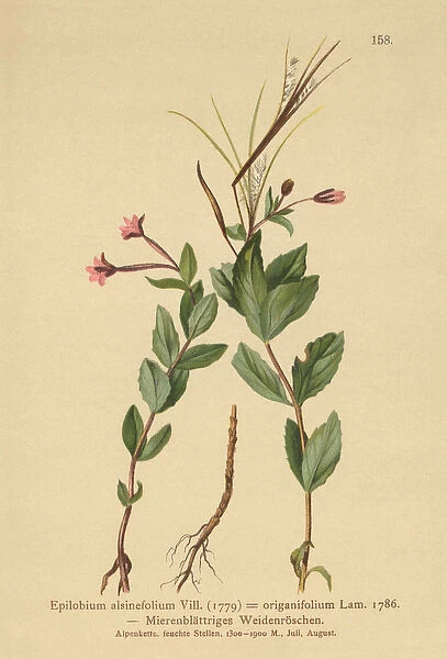 Chickweed Willowherb (Epilobium alsinefolium, Epilobium origanifolium) (colour litho)