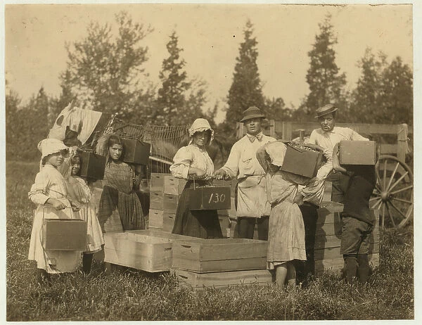 Children carrying their pecks of cranberries to the bushel man at Theodore