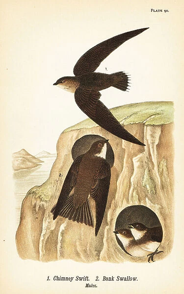 Chimney swift, Chaetura pelagica 1, bank swallow, Riparia riparia 2, males