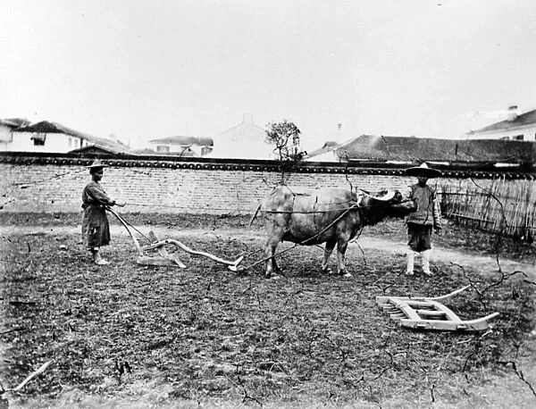 Chinese Peasants using Oxen to Plough their Field, c. 1865 (b  /  w photo)