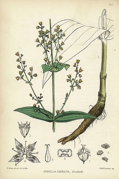 Chiretta or chirayta, Ophelia chirata. Handcoloured lithograph by Hanhart after a botanical illustration by David Blair from Robert Bentley and Henry Trimen's Medicinal Plants, London, 1880
