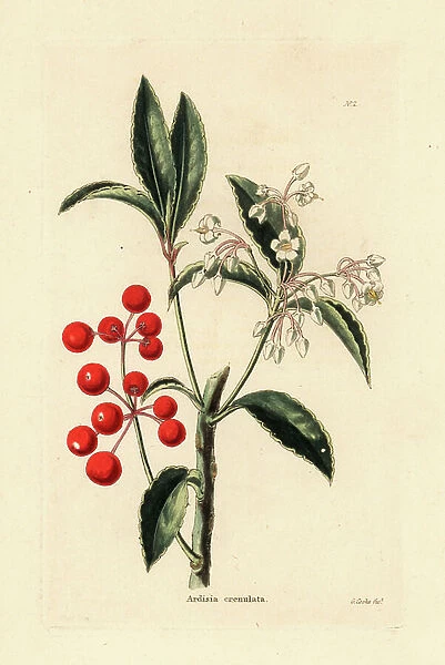 Christmas berry, Ardisia crenata (Ardisia crenulata). Handcoloured copperplate engraving by George Cooke from Conrad Loddiges Botanical Cabinet, Hackney, 1817
