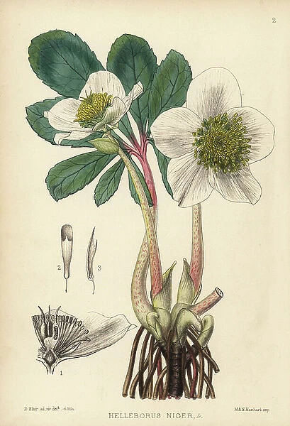 Christmas rose, Helleborus niger. Handcoloured lithograph by Hanhart after a botanical illustration by David Blair from Robert Bentley and Henry Trimen's Medicinal Plants, London, 1880