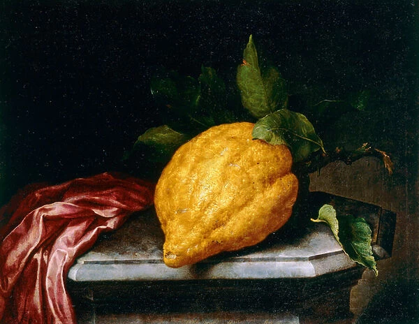 Citron. 3573747 Citron by Bimbi, Bartolomeo (1648-1725); Museum of Still Life