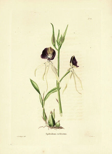 Clamshell orchid, Prosthechea cochleata (Epidendrum cochleatum). Handcoloured copperplate engraving by George Cooke after George Loddiges from Conrad Loddiges Botanical Cabinet, Hackney, 1817