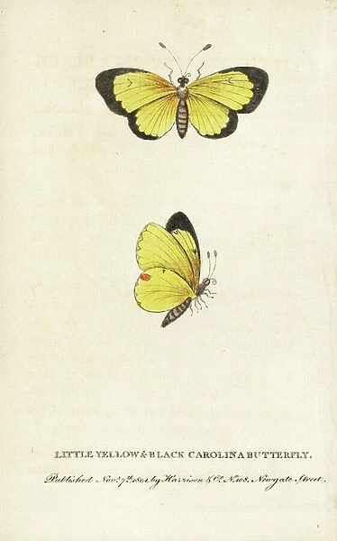 Clouded sulphur butterfly, Colias philodice. (Little yellow and black Carolina butterfly) Illustration copied from George Edwards. Handcoloured copperplate engraving from '' The Naturalist's Pocket Magazine,'' Harrison, London, 1801