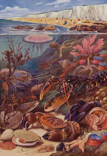 Coastal scene and marine life (colour litho)