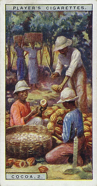 Cocoa, 2, Opening the pods, Trinidad (colour litho)