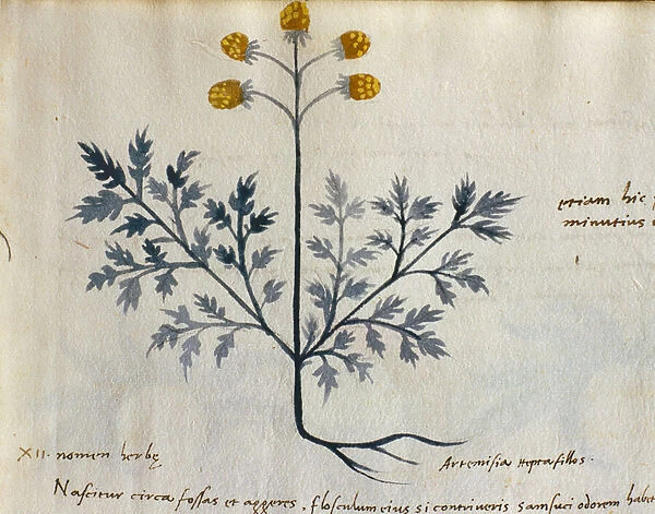 Cod. CCXXXVII Artemisia, medicinal plant from a Herbarium Apuleii Platonicii (w  /  c & ink on vellum) (detail of 415715)