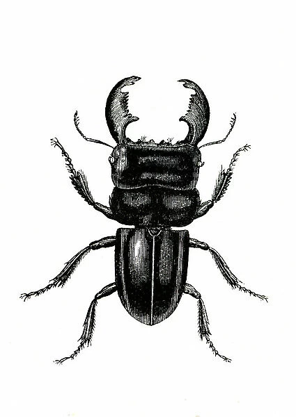 Coleoptera: Odontolarius giganteus, 1860