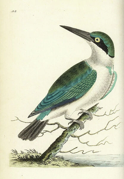 Collared kingfisher, Todiramphus chloris (Green headed kingfisher, Alcedo chlorocephala). Illustration drawn and engraved by Richard Polydore Nodder. Handcoloured copperplate engraving from George Shaw