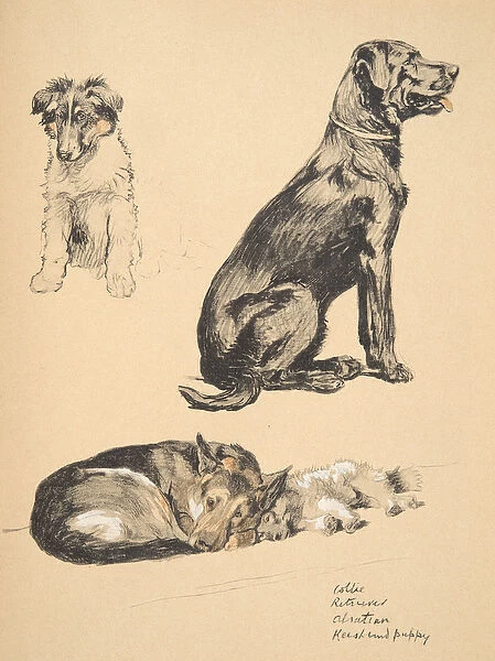 Collie, Retriever, Alstian and Keeshund Puppy, 1930, Illustrations from his Sketch Book