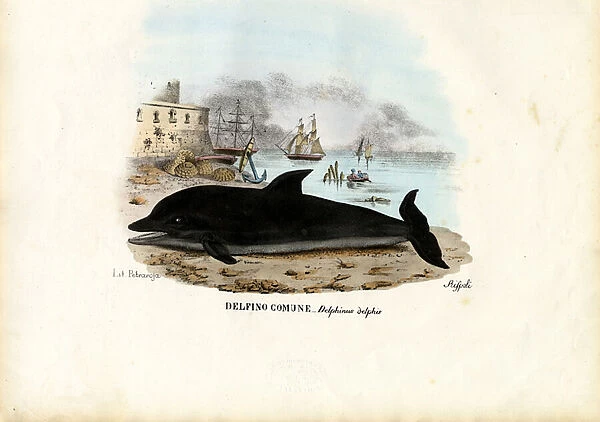 Common Dolphin, 1863-79 (colour litho)