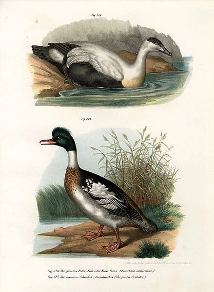 Common Eider Duck, 1864 (colour litho)
