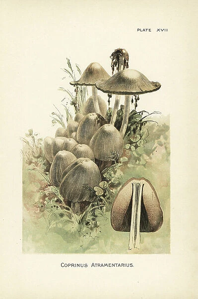 Common ink cap or inky cap. Chromolithograph after a botanical illustration by William Hamilton Gibson from his book Our Edible Toadstools and Mushrooms