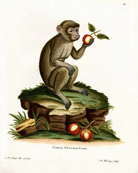 Common Macaque (coloured engraving)