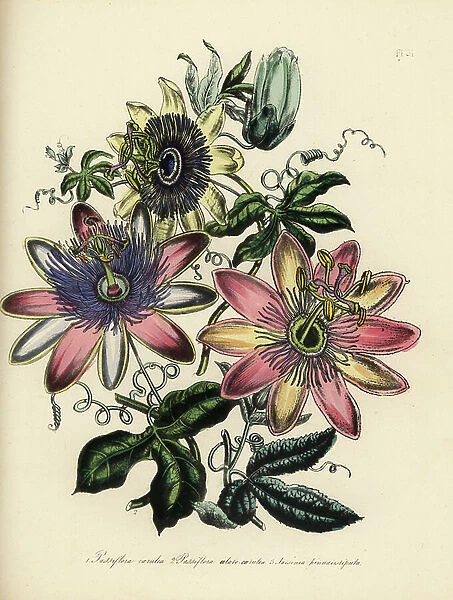 Common passionflower, Passiflora caerulea, Master's hybrid, Passiflora alato-caerulea, and feather-stipuled tacsonia or poro poro, Tacsonia pinnatistipula