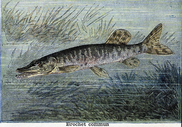 Common pike. Engraving from 1897