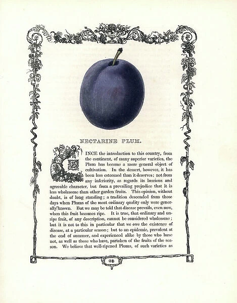 Common plum, nectarine variete. Lithograph by Benjamin Maund (1790-1863) published in The Fruitist, London, England, 1850. Nectarine plum, Prunus domestica