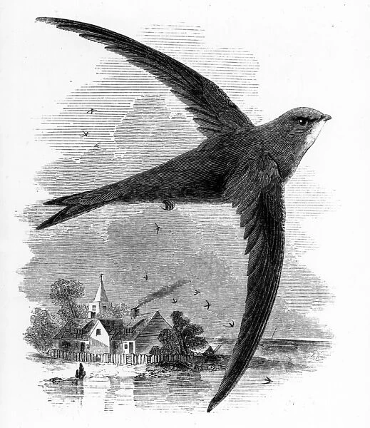 The Common Swift, illustration from A History of British Birds by William Yarrell