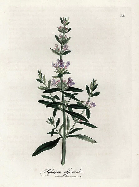 Compendial hyssop. Hand-coloured copper engraving from a drawing by James Sowerby (1757-1822), in Botanique Medicinale, 1832, by William Woodville and Sir William Jackson. Purple flowered hyssop, Hyssopus officinalis