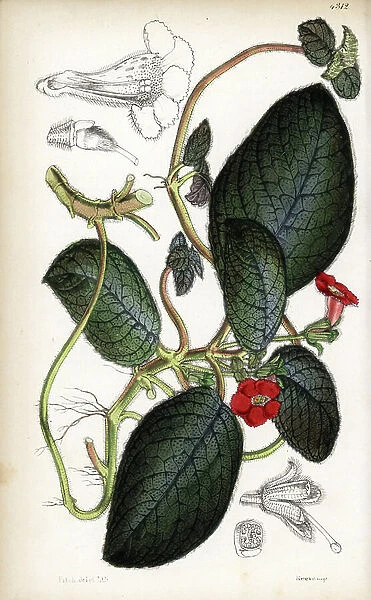 Copper episcie - Flame violet, Episcia cupreata (Copper-leaved achimenes, Achimenes curpreata). Handcoloured botanical illustration drawn and lithographed by Walter Fitch from Sir William Jackson Hooker's 'Curtis's Botanical Magazine, ' London, 1847