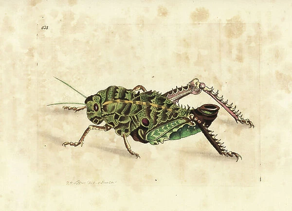 Corn cricket, Hetrodes pupus (Pupal locust, Gryllus pupus). Illustration drawn and engraved by Richard Polydore Nodder. Handcoloured copperplate engraving from George Shaw and Frederick Nodder's The Naturalist's Miscellany, London, 1806