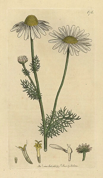 Corn feverfew or scentless mayweed, Tripleurospermum inodorum (Pyrethrum inodorum) (pyrethrum inodorum) Handcoloured copperplate engraving after a drawing by James Sowerby for James Smith's English Botany, 1800