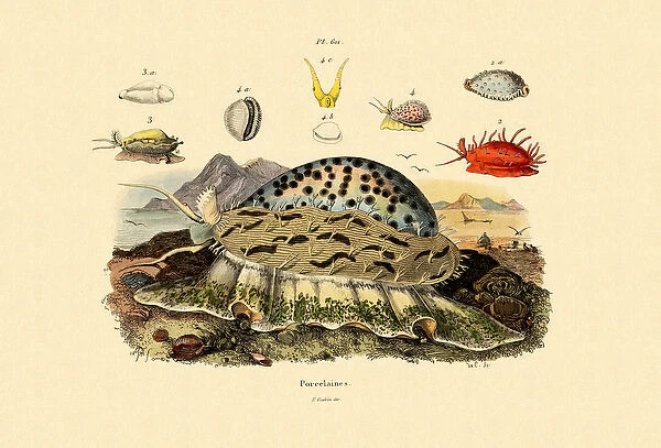 Cowrie Shells, 1833-39 (coloured engraving)