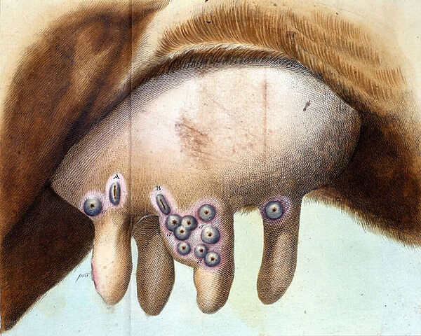 The cows breast used to inoculate the smallpox vaccine by Luigi Sacco (1769-1836